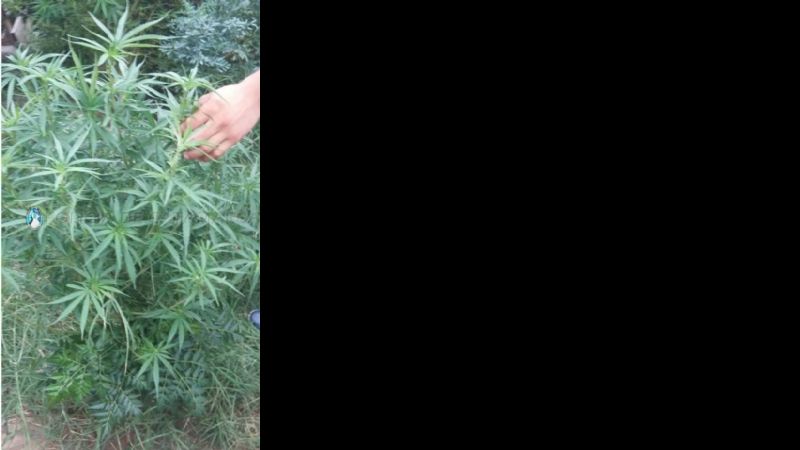 Secuestran plantas de marihuana en el norte