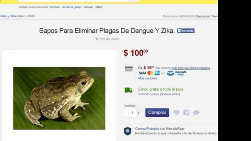 Venden sapos contra el dengue y el zika