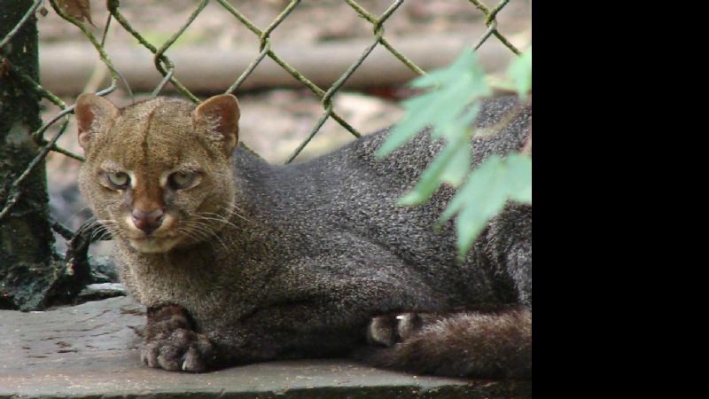 Especies de puma en Catamarca