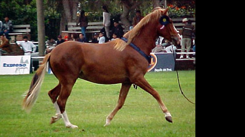 Robaron un caballo peruano