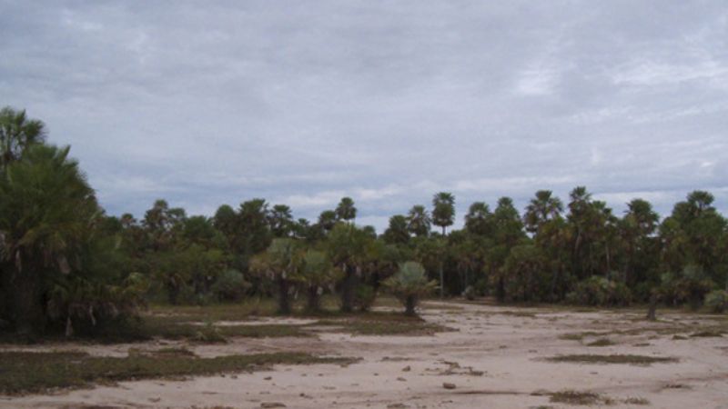 Identifican leguminosas adaptables a campos inundados