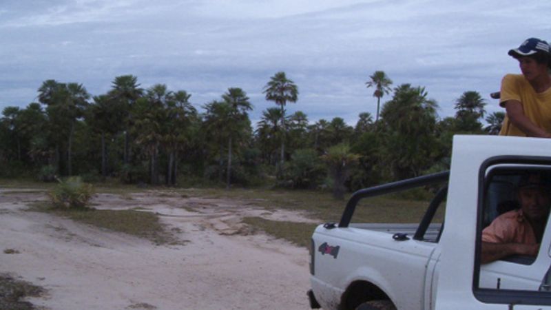 Identifican leguminosas adaptables a campos inundados