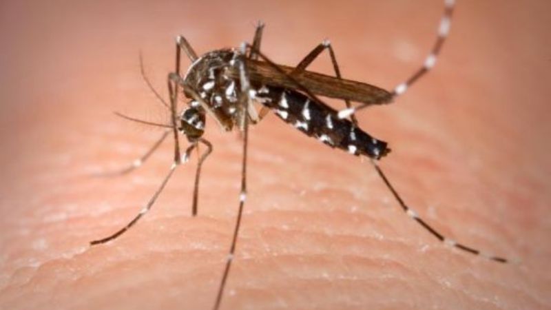 Confirman el quinto caso de dengue autóctono