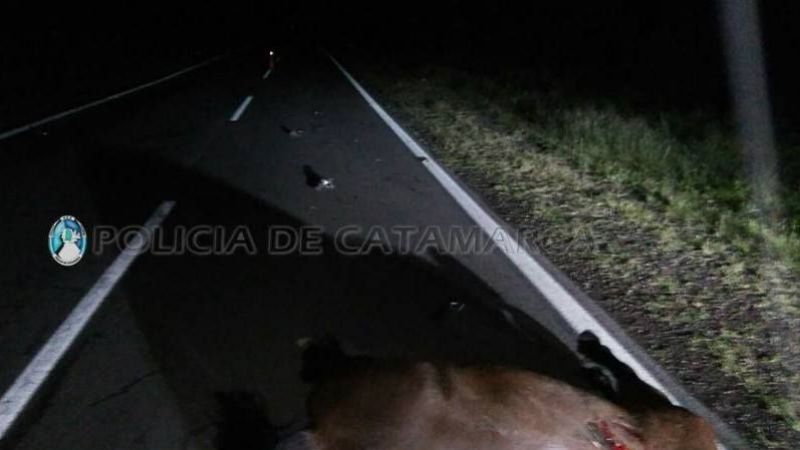 Dos autos embistieron a un caballo