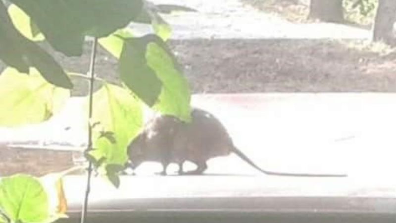 Los ratones se pasean por el ISAC