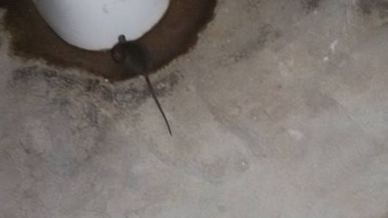 Los ratones se pasean por el ISAC