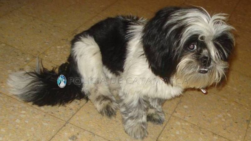 Encontraron un perrito en el centro