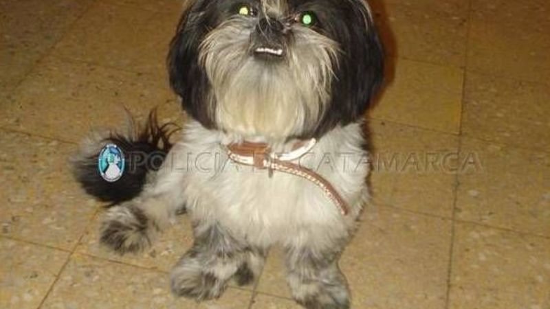 Encontraron un perrito en el centro