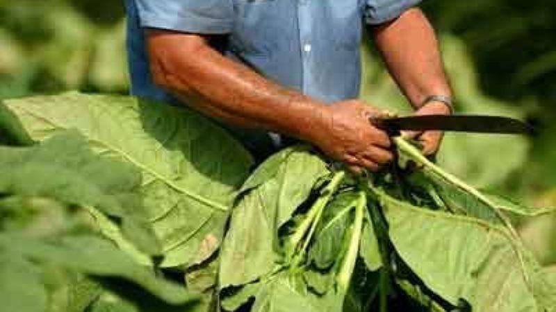 Tabacaleros temen por la posible caída del FET