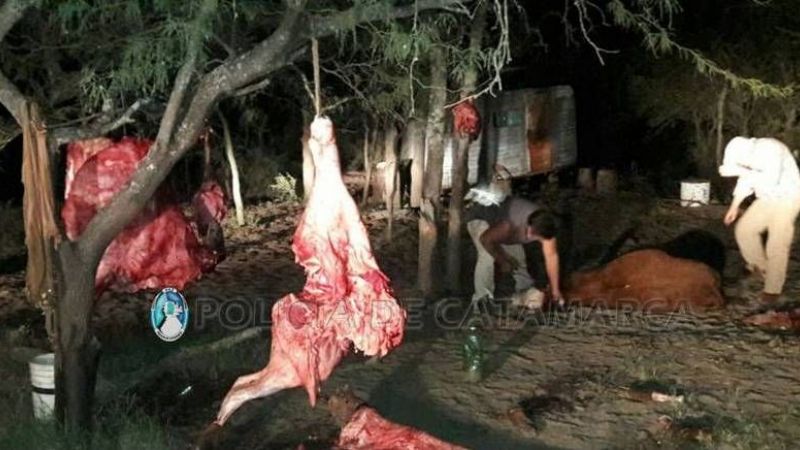 Secuestran tres animales vacunos faenados