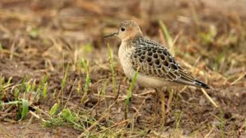 Secuestran aves canoras