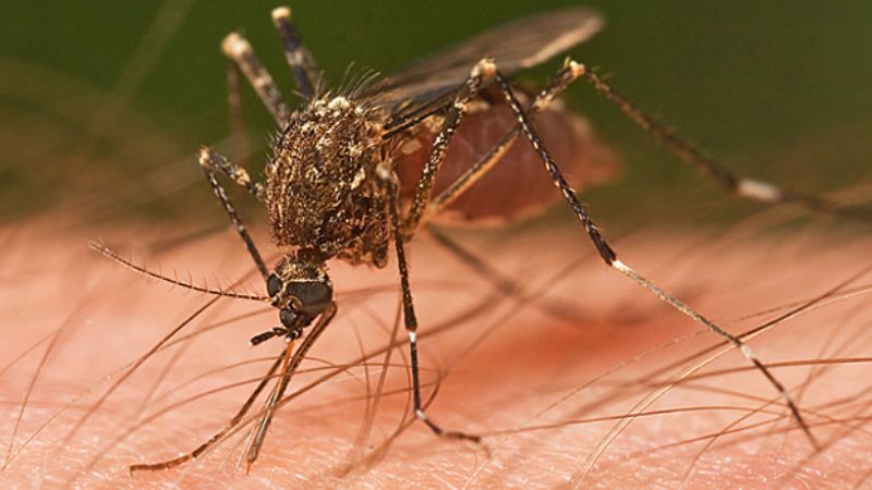 Una estrategia internacional para frenar al dengue y al zika