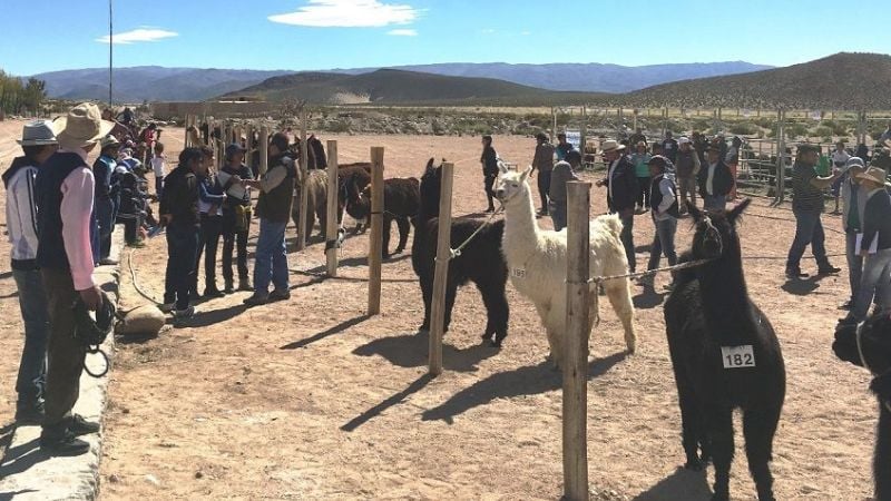 Concurso de camélidos, en la I Feria Ganadera “La Chimpiada”