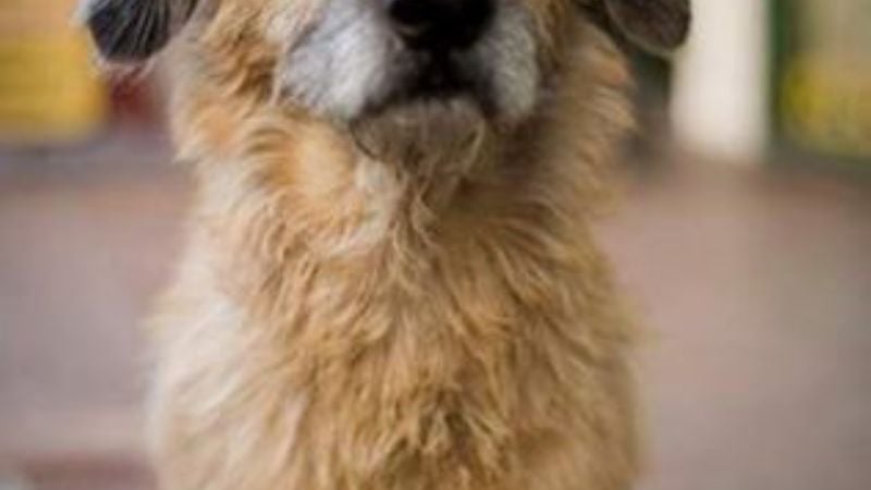 Murió “Bigotes” y revolucionó las redes