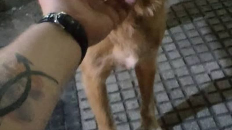 Murió “Bigotes” y revolucionó las redes