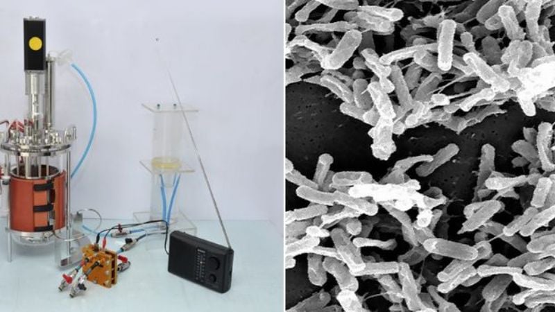 Electricidad limpia a partir de bacterias