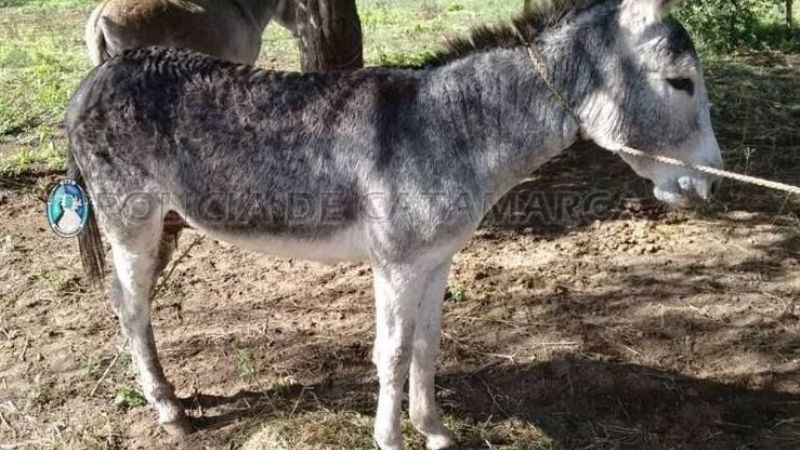 Secuestran un animal en Icaño