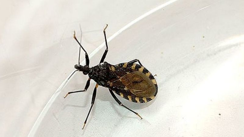 Chagas: se tardarían 300 años en tratar a todos los pacientes del mundo