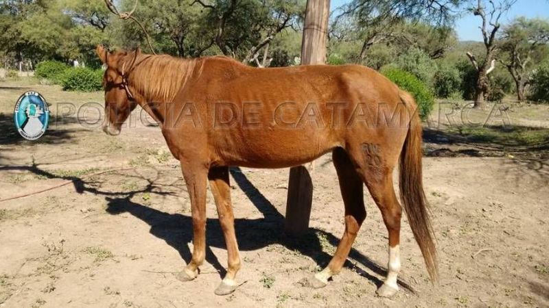 Secuestran un caballo en Paclín