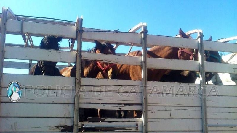 Secuestran un caballo en Paclín