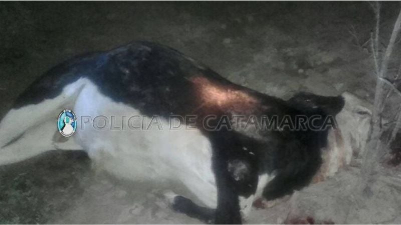 Abigeato detuvo a dos personas y secuestró animales