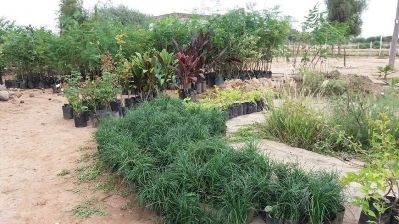 Reforestación en Recreo