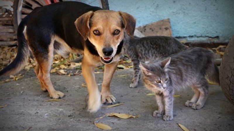 Continúa la campaña de vacunación, desparasitación y tratamiento de la sarna