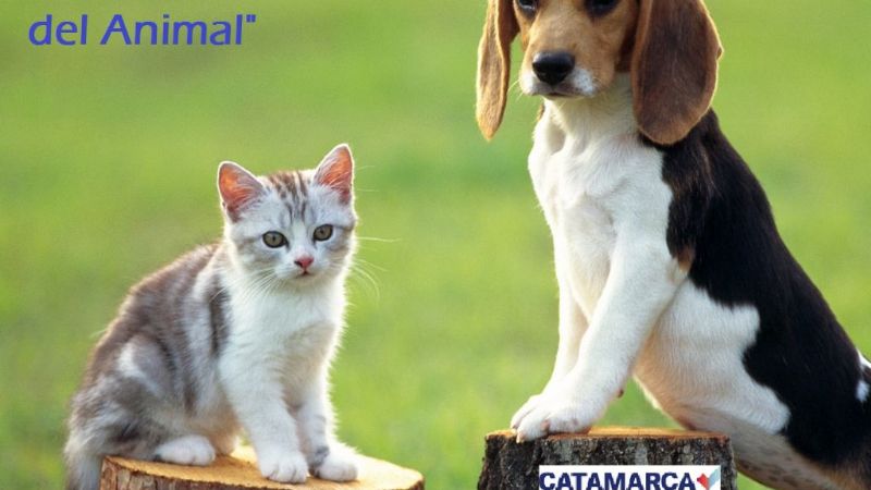 Actividades por el Día del Animal en los Espacios de Participación Comunitaria