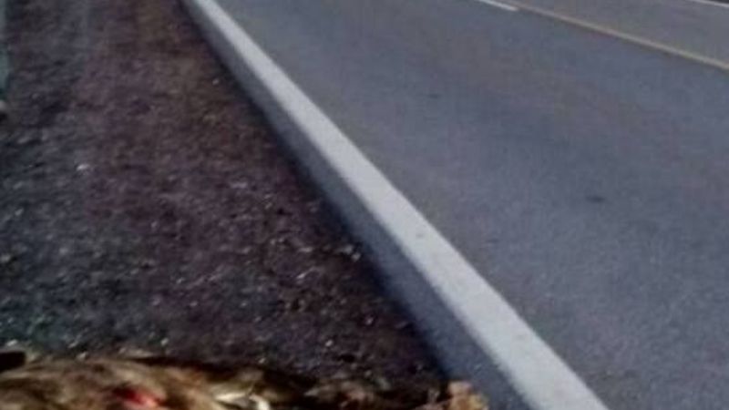 Chocó con un animal en la ruta 157
