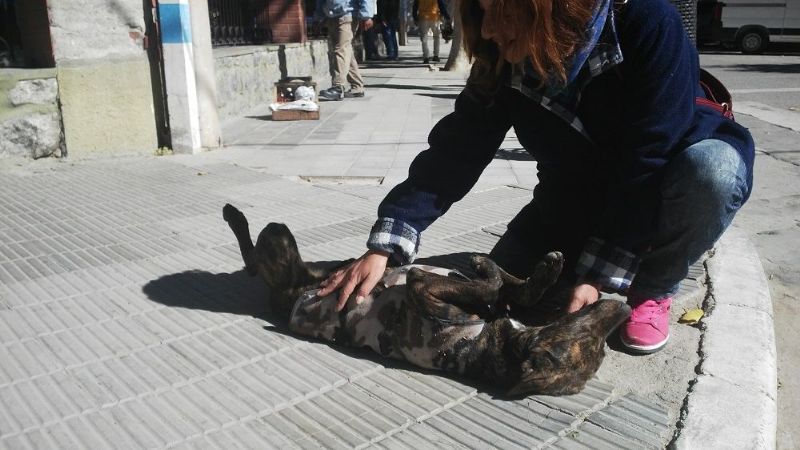 Los animalitos tendrán su día de festejo este sábado en Plaza Belgrano