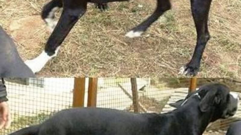 Secuestran un LCD y tres perros