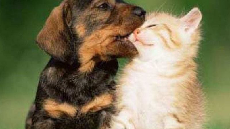 29 de abril: Día del Animal