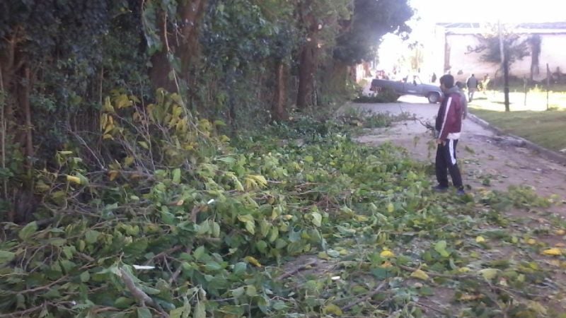 Poda de árboles en El Alto
