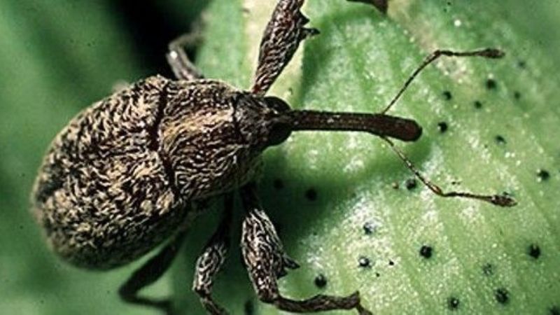 Buscan desarrollar semilla transgénica contra el picudo algodonero