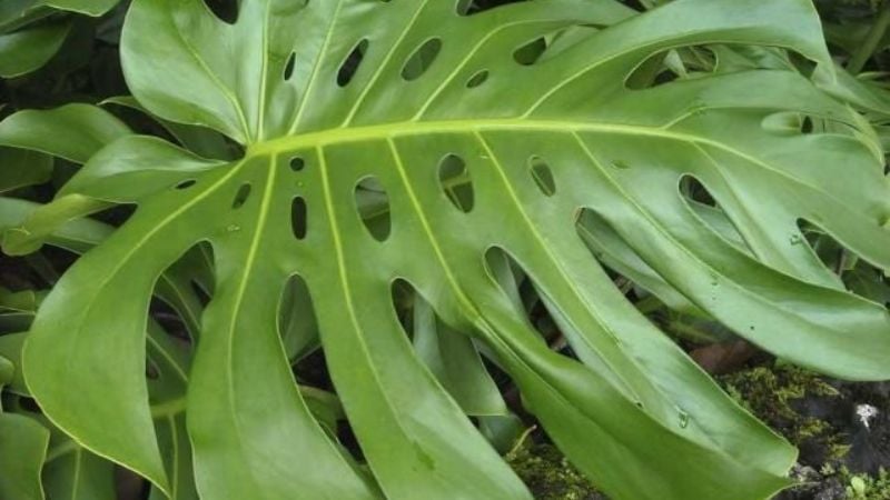 Cinco plantas de jardín que seguro no sabías que eran tóxicas