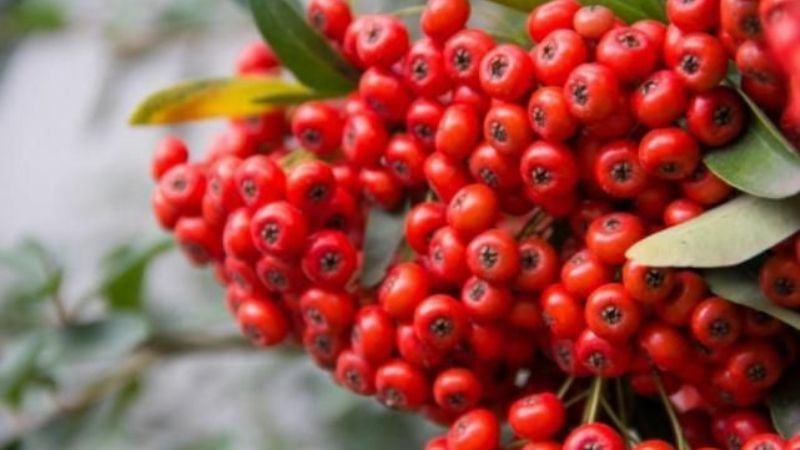 Cinco plantas de jardín que seguro no sabías que eran tóxicas