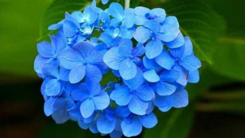 Cinco plantas de jardín que seguro no sabías que eran tóxicas