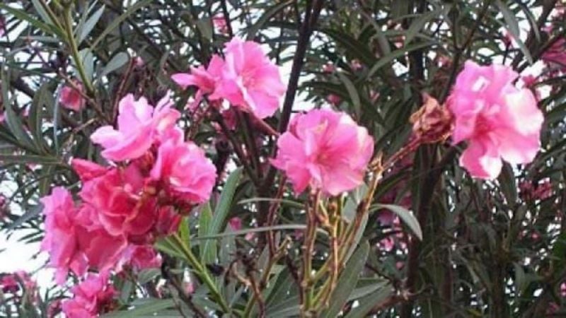 Cinco plantas de jardín que seguro no sabías que eran tóxicas