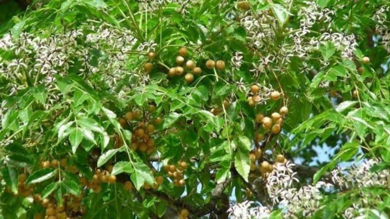 Cinco plantas de jardín que seguro no sabías que eran tóxicas