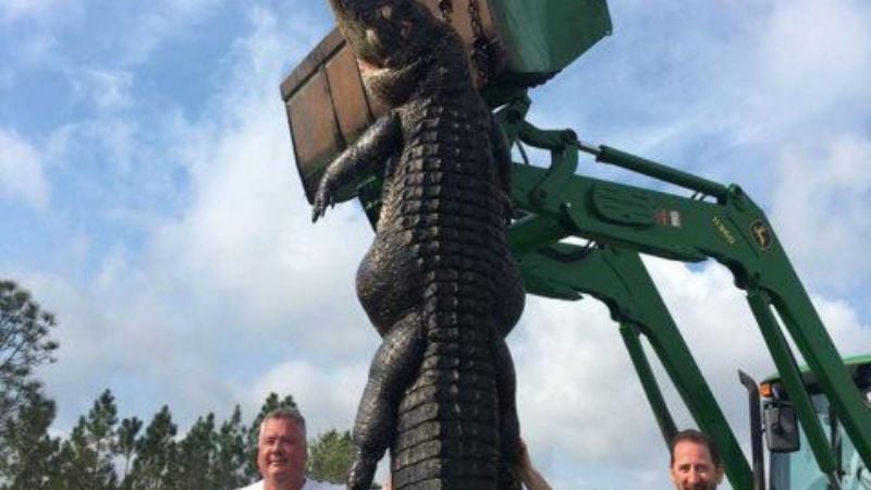 Repercusión por la caza de un cocodrilo gigante