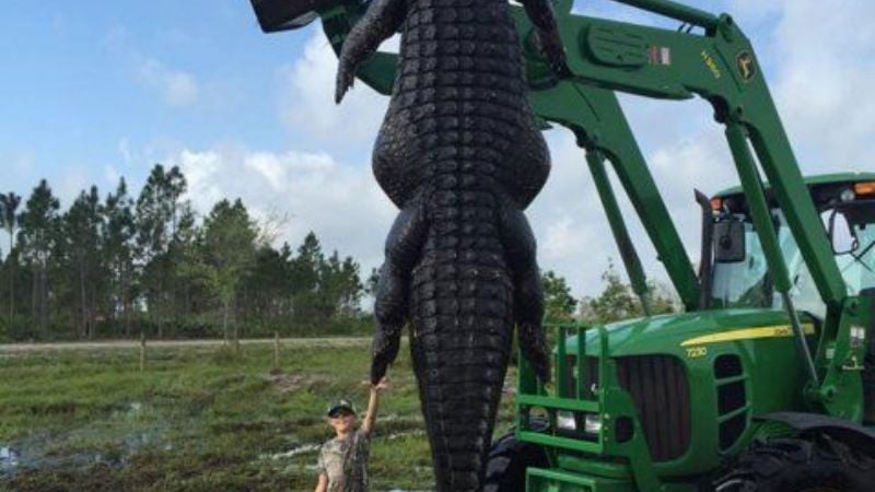 Repercusión por la caza de un cocodrilo gigante