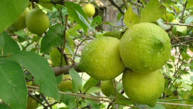 Preocupa el mal estado de los caminos cuando se inició la cosecha de limón para exportación