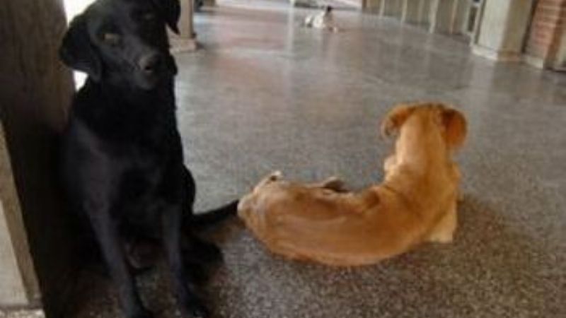 Promueven la creación de un Hospital Veterinario Público