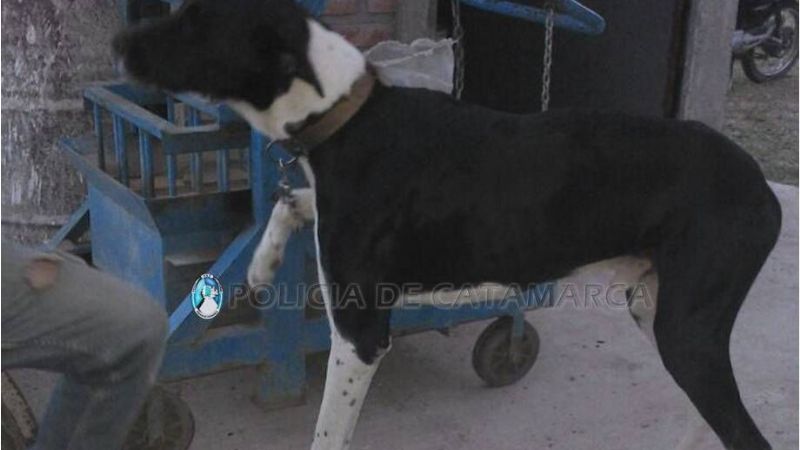 Secuestran un perro de raza que había sido robado