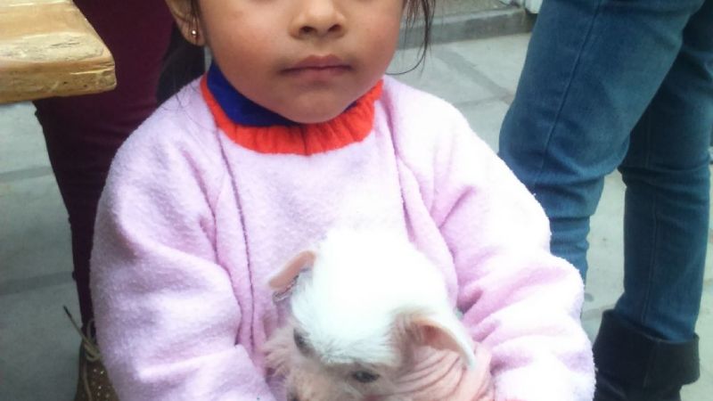 Campaña de Salud Animal Municipal en Banda de Varela