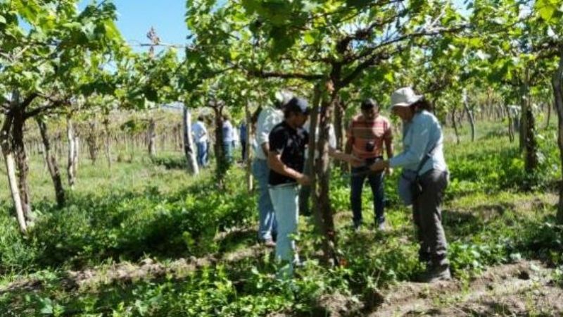 Evaluaron daños de una feroz granizada en Hualfin