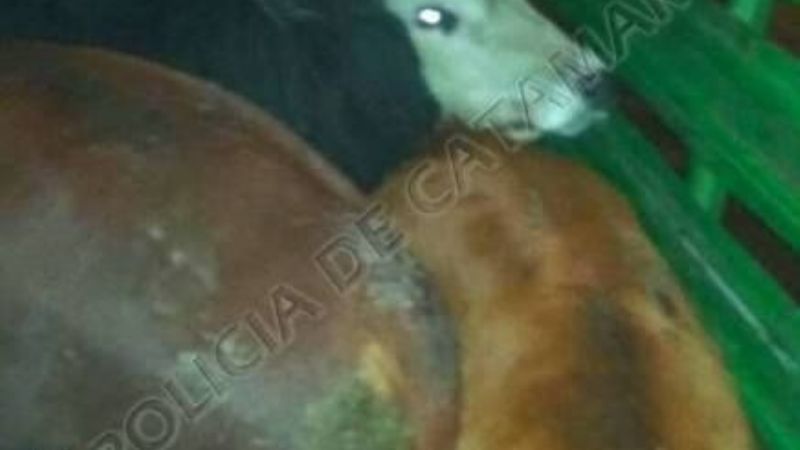 Secuestran animales vacunos en Los Altos