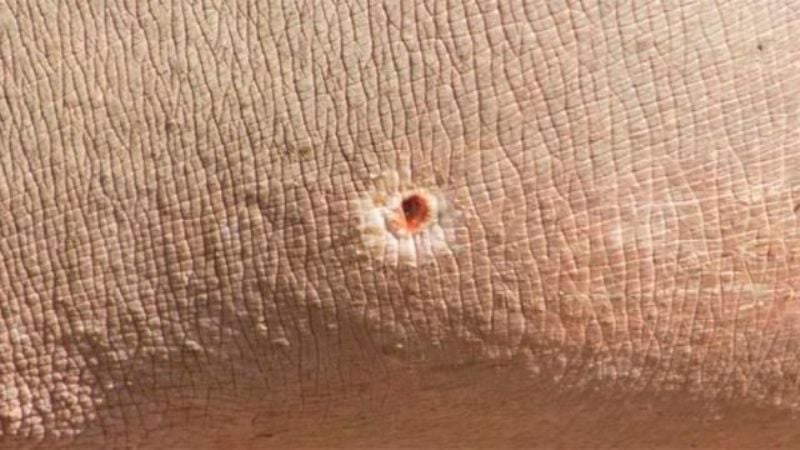 Balearon y tajearon al hipopótamo del zoológico de Mendoza