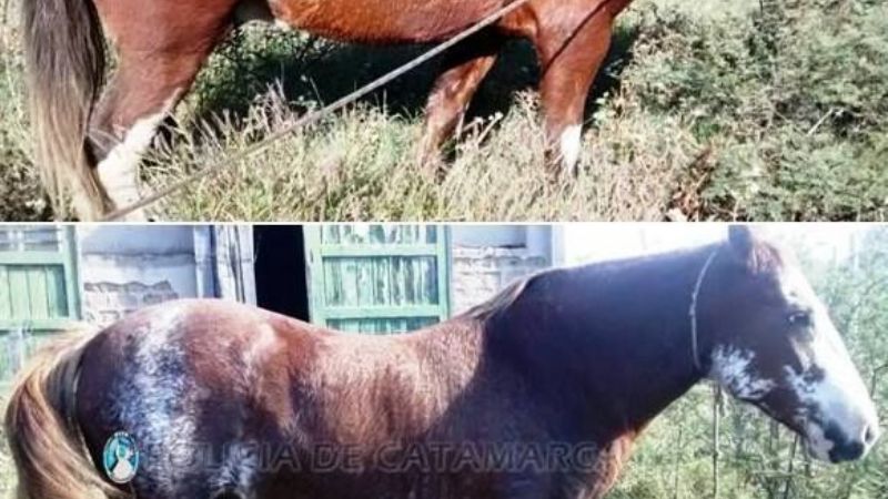 Recuperan animales robados