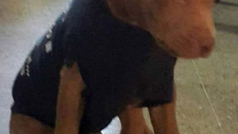 ¿Nos ayudan a encontrarlo?